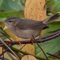 Dusky Warbler